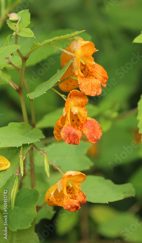 common orange jewelweed, a native wild flower of North America. 