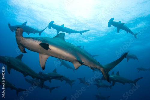 Group of hammerheads swimming in the ocean.