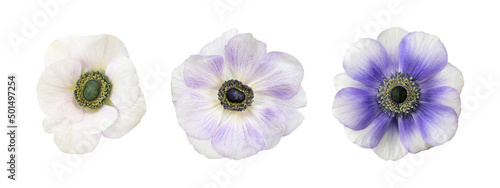 White and blue anemone flowers head isolated white background.