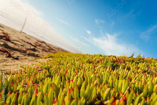 Closeup of leaves of ice plants under the bright blue sky in Christchurch, New Zealand