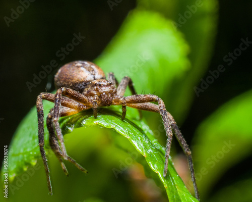 Spider on leaf