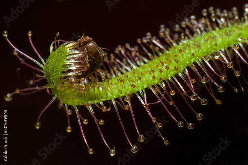 Carnivorous plant