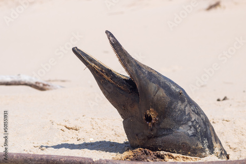 A buried dead porpoise washed ashore in advanced stage of decomposition with the head sticking out of the sand and open mouth