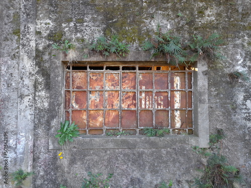 Pared vieja arruinada por el moho y verdìn con ventana de reja de hierro oxidado con plantas crecidas en el concreto envejecido, forma un diseño natural de fondo antiguo 