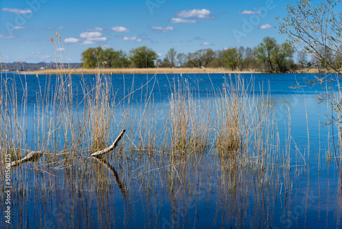 krajobraz jeziora rosną trzciny i trawy widok na jezioro