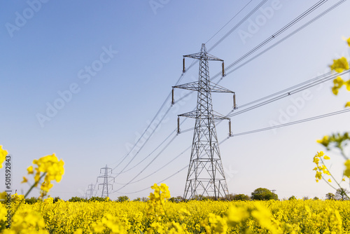 Electricity pylons in a field of rape seed flowers in full bloom on a sunny day. Hertfordshire, UK