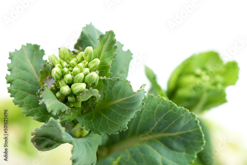 Unopened buds of kale or cabbage flowers on a white background with space for text.