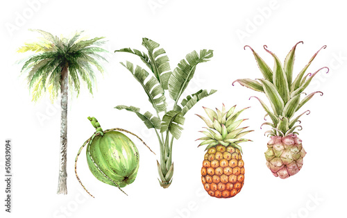 Set of watercolor tropical illustrations of flowers, plants and fruits on a white background. hand painted .