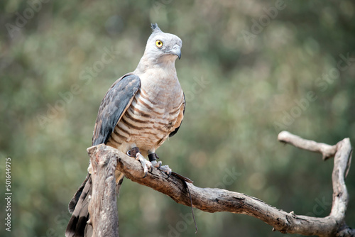 the pacific baza has piercing yellow eyes a grey head and neck, dark grey wings and a brown and white striped chest