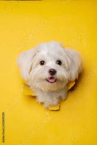 a female maltese white dog photoshoot studio pet photography with concept breaking yellow paper head through it with expression