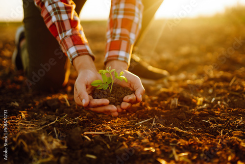 Young Green wheat seedlings in the hands of a farmer. Agriculture, organic gardening, planting or ecology concept.