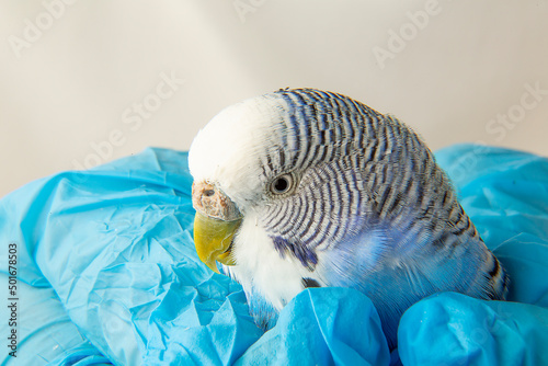 The veteran's hands are holding a sick budgie. Portrait of an unhealthy bird.