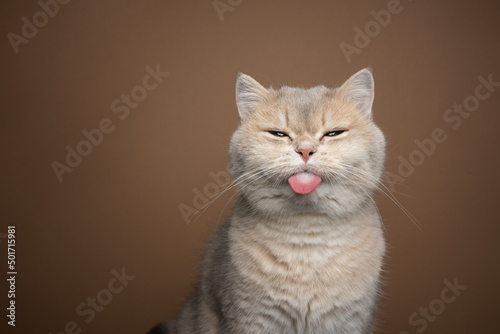 naughty cat sticking out tongue on brown background with copy space