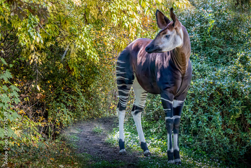 an opkapi standing on a path in the forest