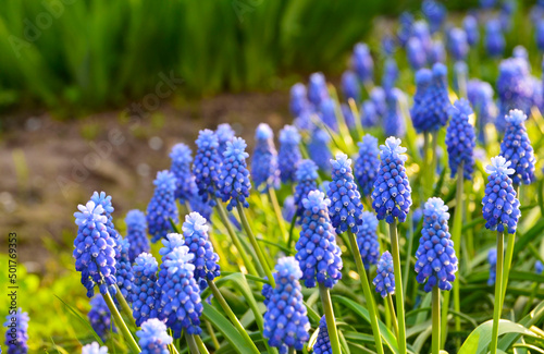 Blue muscari grape hyacinth flowers. Muscari armeniacum in the garden.Spring floral background for design with copy space.Selective focus.