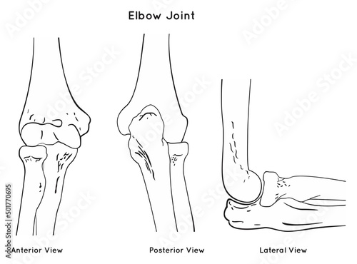 Elbow joint anatomy anterior posterior and lateral views for anatomical science education scheme with skeletal bone structure humerus radius ulna arm forearm medical physics physiotherapy vector