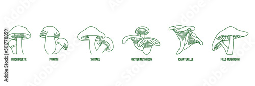 mushroom line art vector illustration birch bolete, porcini, shiitake, oyster mushroom, chanterelle, field mushroom 