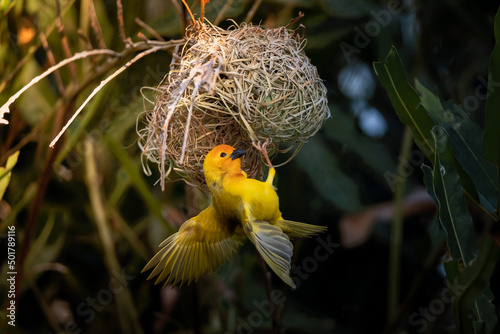 Weaver Birds in Kenya Africa. The weaver birds were photographed and observed on a safari. Beautifully frozen with spread out birds