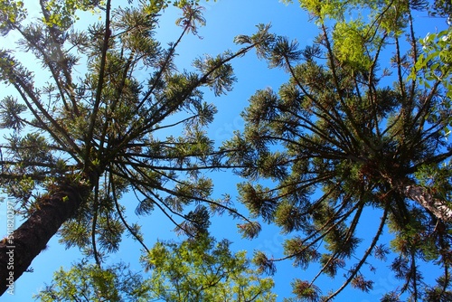 Foto de duas araucárias vistas de baixo para cima com céu limpo, Salto do Lontra - PR, 15 de abril de 2022