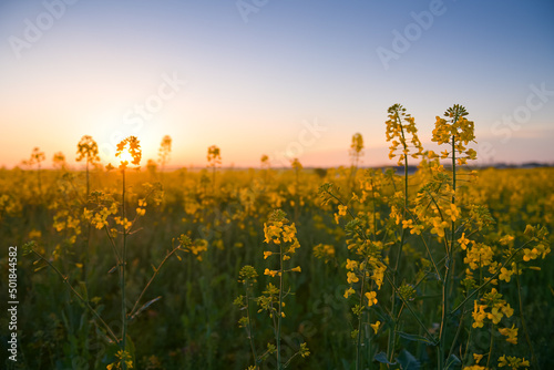 Blooming yellow rapeseed field wide view photographed during a beautiful spring sunrise. Agriculture and biotechnology industry. Rapeseed is used to produce colza oil.