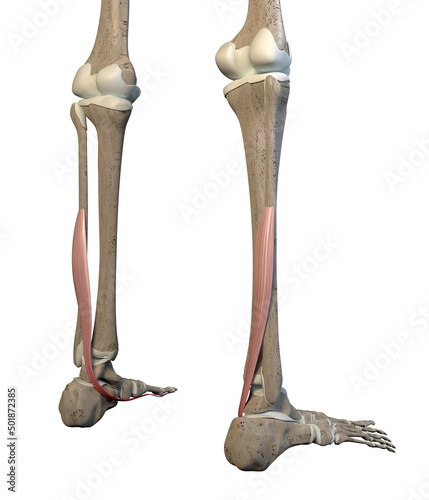 3D Illustration of Flexor Hallucis Longus Muscles on White Background