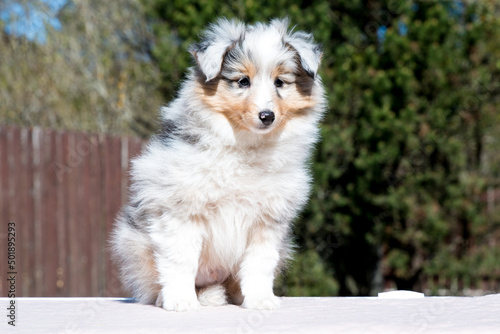 Stunning nice fluffy blue merle with white shetland sheepdog puppy, sheltie sitting outside on a sunny autumn day. Small, little cute collie dog, lassie portrait in spring time with green background