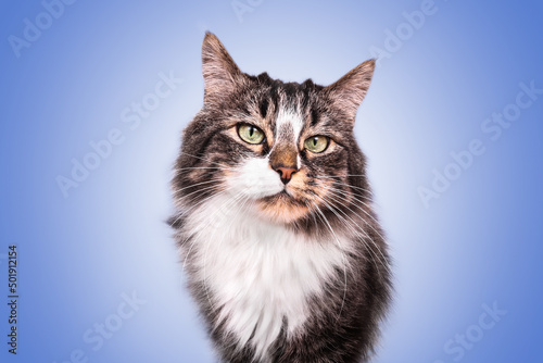 Portrait chat adulte poil long angora européen tigré au yeux verts sur fond bleu