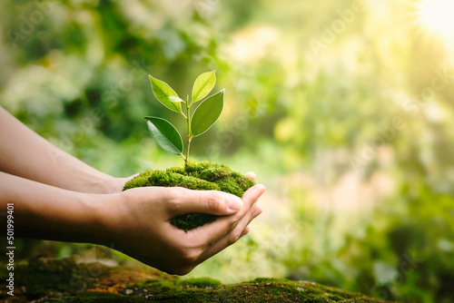 hand holdig plant growing on green background with sunshine