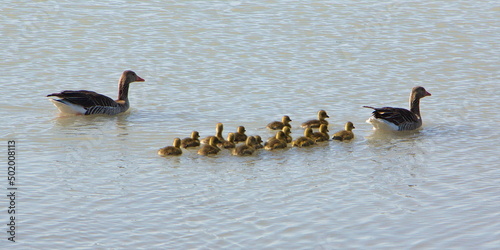 Greylag geese with goslings in Illmitz in Austria,Europe 