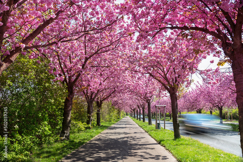 beautiful pink flowering cherry tree avenue in Holzweg, Magdeburg, Saxony-Anhalt, Germany, footpath under sunny arch of cherry blossoms