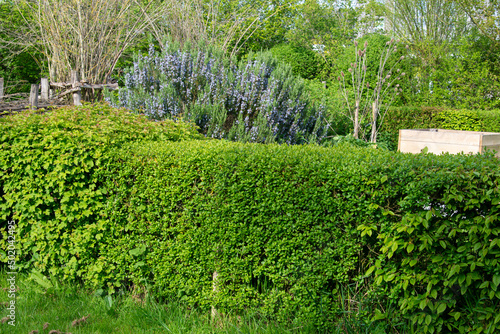 Troène, Haie, Ligustrum