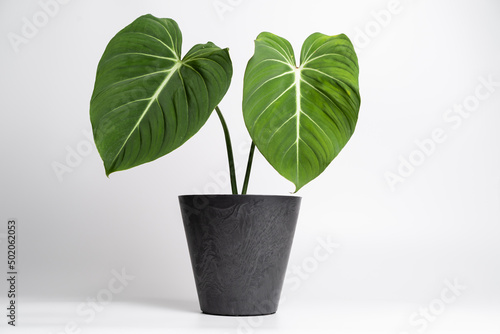 Philodendron Gloriosum in black plastic pot on isolated white background