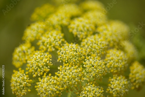 Flora of Gran Canaria - Todaroa montana, plant endemic to the Canary Islands, natural macro floral background 