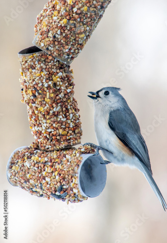 small tufted titmouse bird on a home made feeder made of seeds and toilet paper rolls