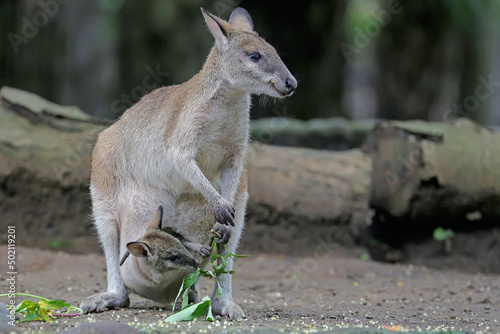 An Eastern hare wallaby mother is looking for food while holding her baby in a pouch on her belly. This marsupial has the scientific name Lagorchestes leporides. 