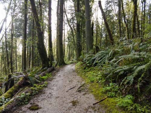 A tangle of moss-covered trees, ferns, and other vegetation grows wild in Forest Park in Northwest Portland, Oregon. This huge park provides refuge for native wildlife and plant species.