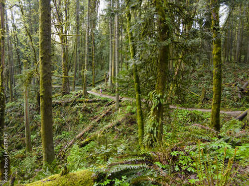 A tangle of moss-covered trees, ferns, and other vegetation grows wild in Forest Park in Northwest Portland, Oregon. This huge park provides refuge for native wildlife and plant species.