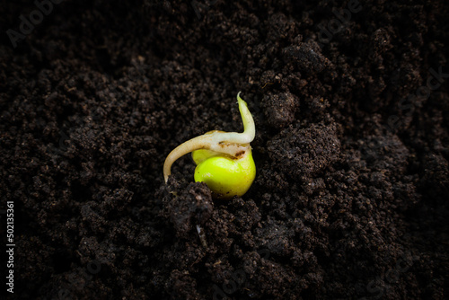 Sprouted pea seed close-up on the ground. Sprout from the cotyledon, roots