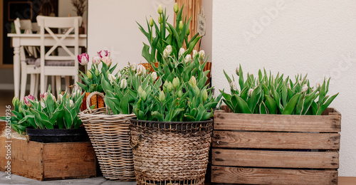 Tulipany w dużych ilościach nasadzone w ozdobnych donicach dekorują nowoczesny taras w nowoczesnym domu parterowym
