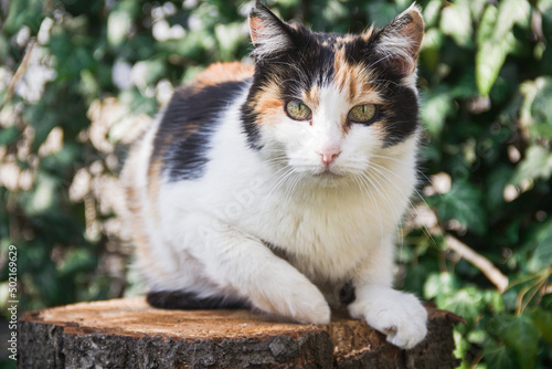 Photo of an animal. A tricolor cat lies on a stump.