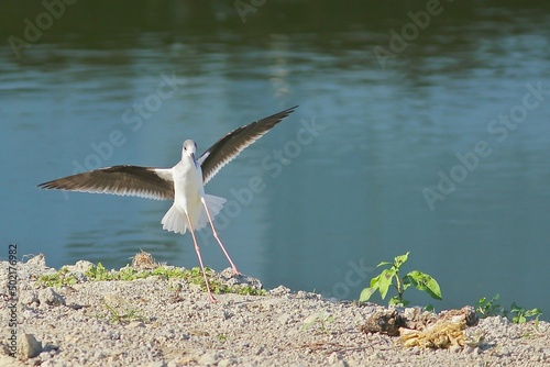 Black-winged Stilt​ (Himantopus himantopus) landing beside fishpond with wings spread in winter sunshine, Hong Kong