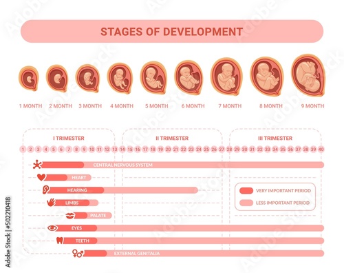 Embryonic development. Stages prenatal growth healthy fetus, fetal process pregnancy, health placenta medical infographic embryology trimester calendar, swanky vector illustration