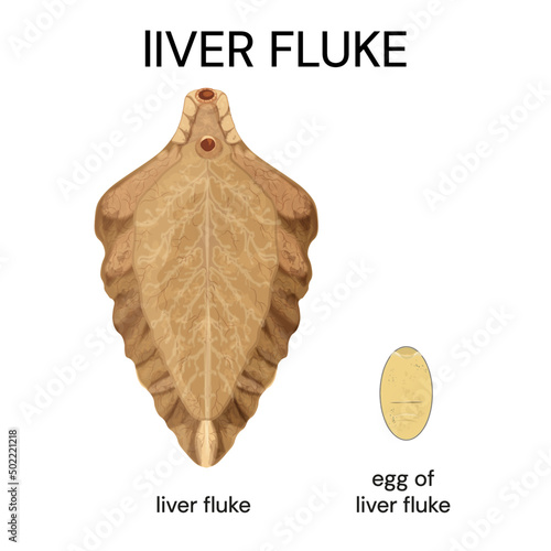 Liver fluke illustration or Fasciola hepatica, parasitic trematode.Type of parasitic worm. Liver fluke egg. Vector.