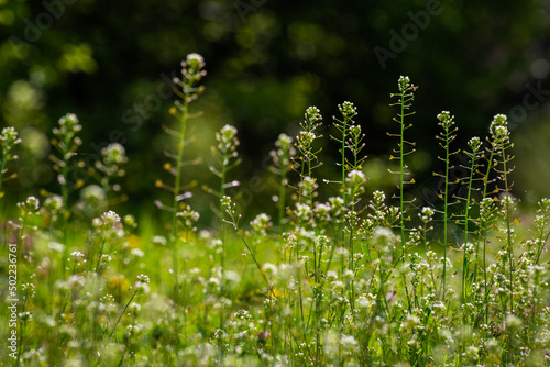 Green meadow with Capsella bursa pastoris, Flower of Shepherd's purse. natural background, Wild grass, Moldova