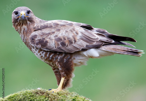 common buzzard