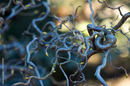 Corylus avellana contorta, curly branches. Common hazel branches