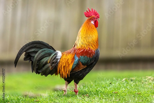 Poultry keeping: Portrait of a pretty dwarf rooster in an enclosure outdoors