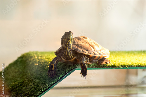 Domestic Turtle (trachemys dorbigni) sunbathing.