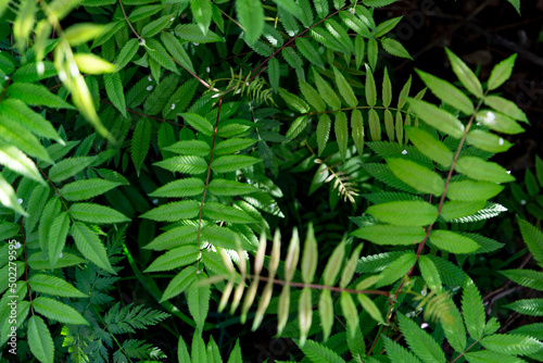 Leaves of a green young fern as a background