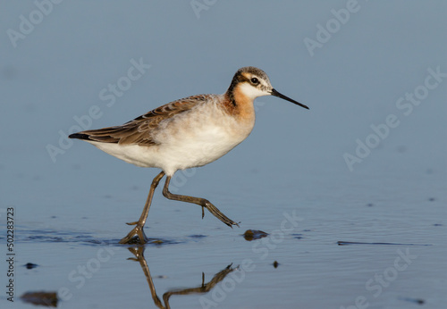 Wilson's phalarope (Phalaropus tricolor) feeding at tidal marsh during migration, Galveston, Texas, USA.